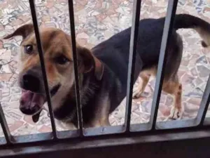Cachorro raça Indefinida idade 6 ou mais anos nome Luffy
