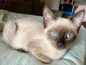 Gato raça SRD idade 2 a 6 meses nome Maria Cecília (Ciça)