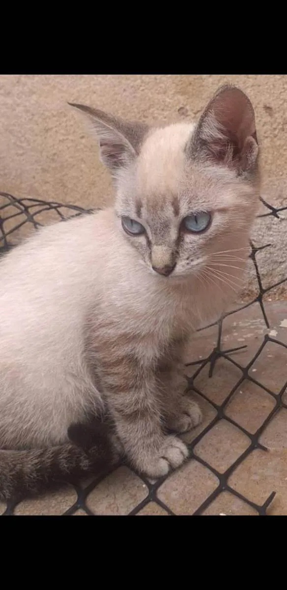 Gato ra a Vira lata  idade Abaixo de 2 meses nome Sem nome 