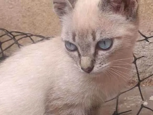 Gato ra a Vira lata  idade Abaixo de 2 meses nome Sem nome 