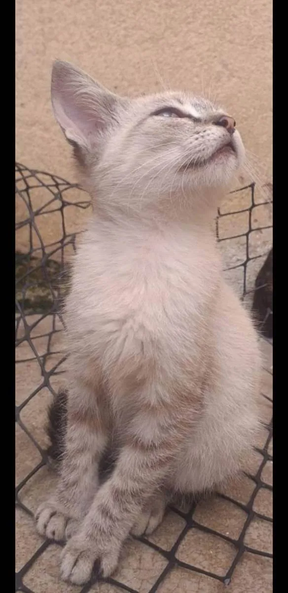 Gato ra a Vira lata  idade Abaixo de 2 meses nome Sem nome 