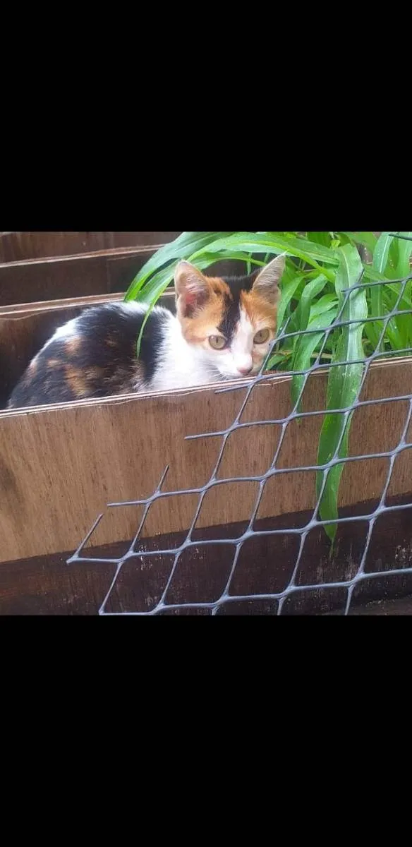 Gato ra a Cat Calicó  idade 2 a 6 meses nome Sem nome 