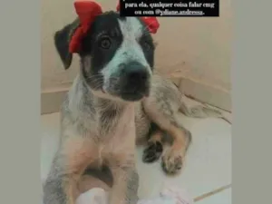 Cachorro raça Vira lata idade 2 a 6 meses nome Lua