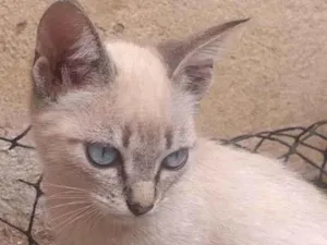 Gato raça Vira lata  idade Abaixo de 2 meses nome Sem nome 