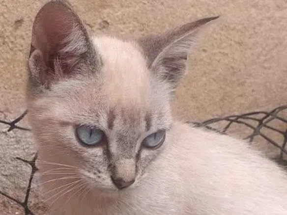 Gato ra a Vira lata  idade Abaixo de 2 meses nome Sem nome 