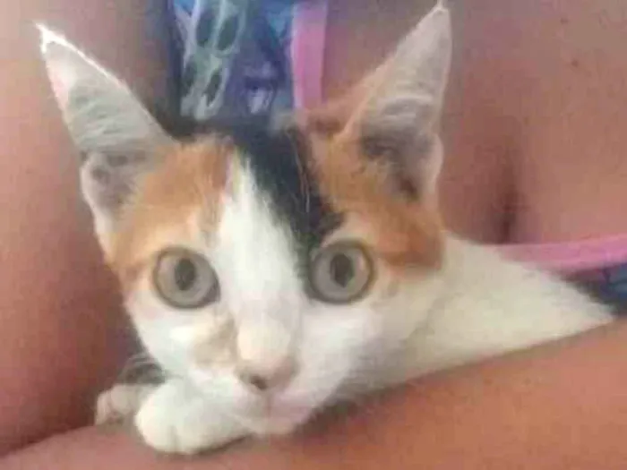 Gato ra a Cat Calicó  idade 2 a 6 meses nome Sem nome 