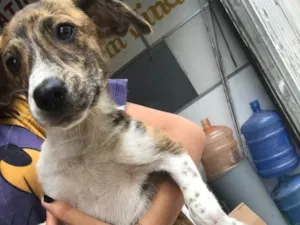 Cachorro raça Srd idade 2 a 6 meses nome Sem nome 