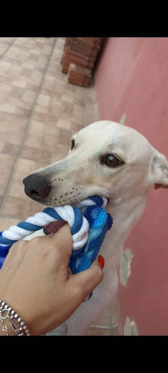 Cachorro ra a Vira lata idade 7 a 11 meses nome Fred