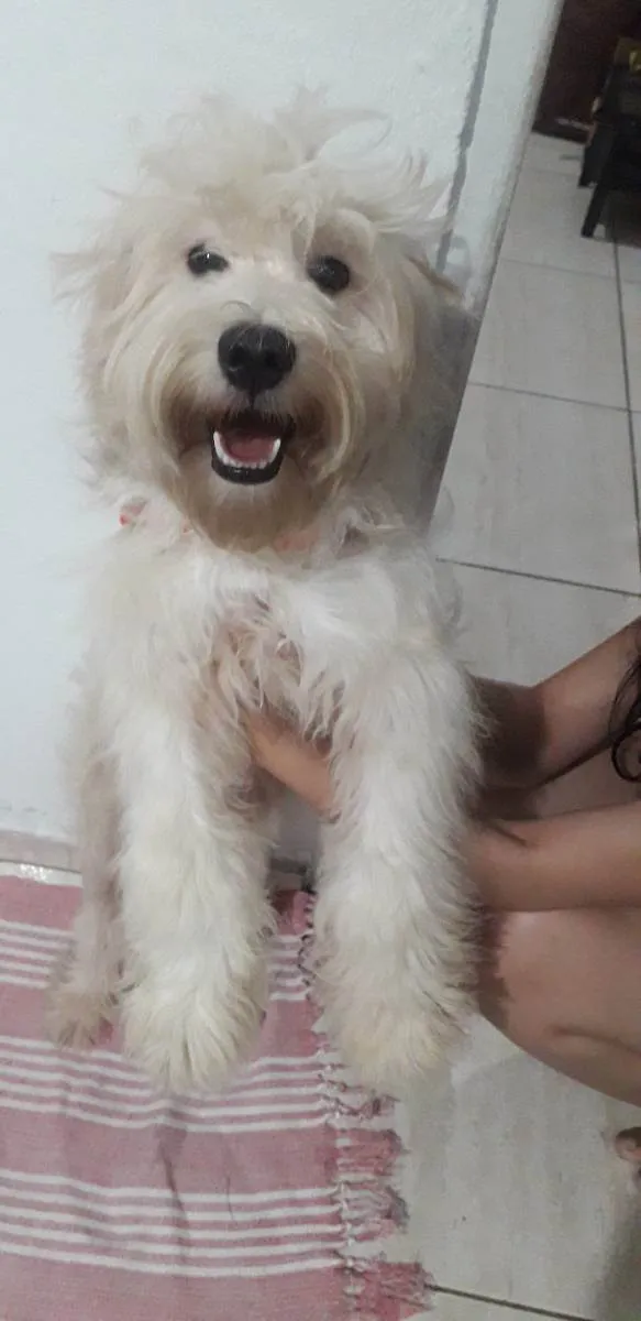 Cachorro ra a Poodle  idade 2 a 6 meses nome Apolo