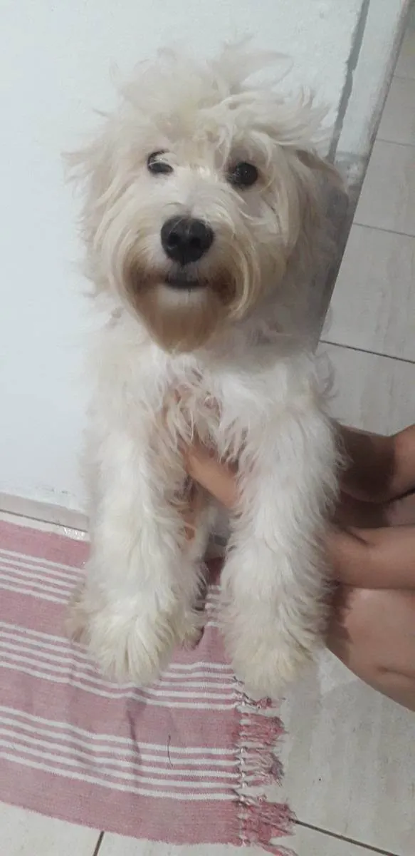 Cachorro ra a Poodle  idade 2 a 6 meses nome Apolo