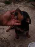 ..