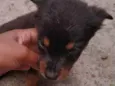 ..