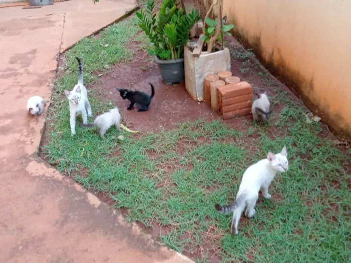 Gato ra a  idade 2 a 6 meses nome Não tem