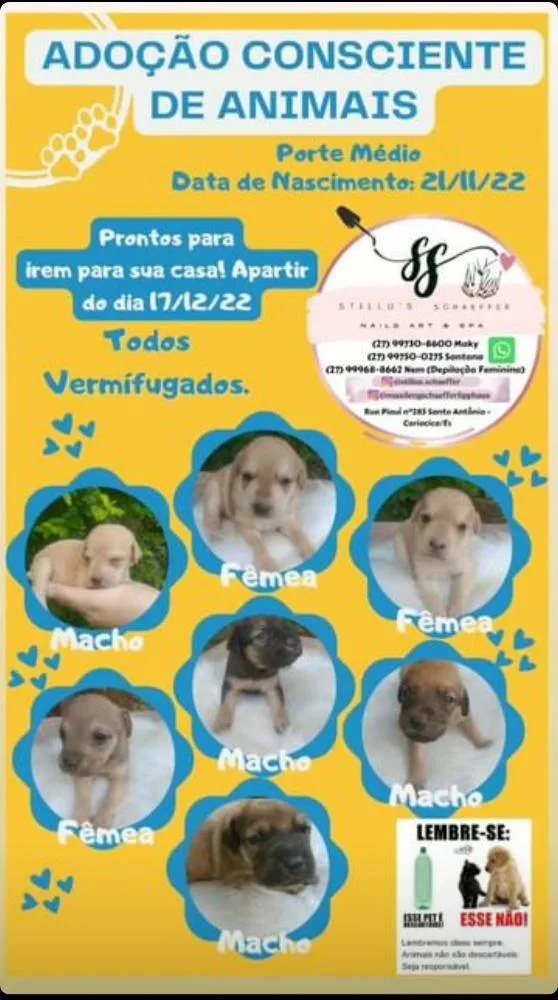 Cachorro raça Vira lata idade 2 a 6 meses nome Não possui