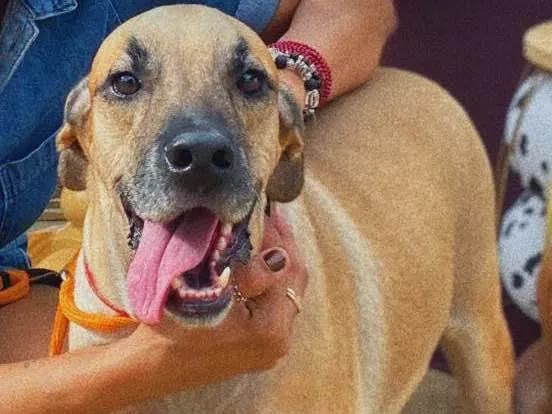 Cachorro ra a SRD idade 3 anos nome napoleão 