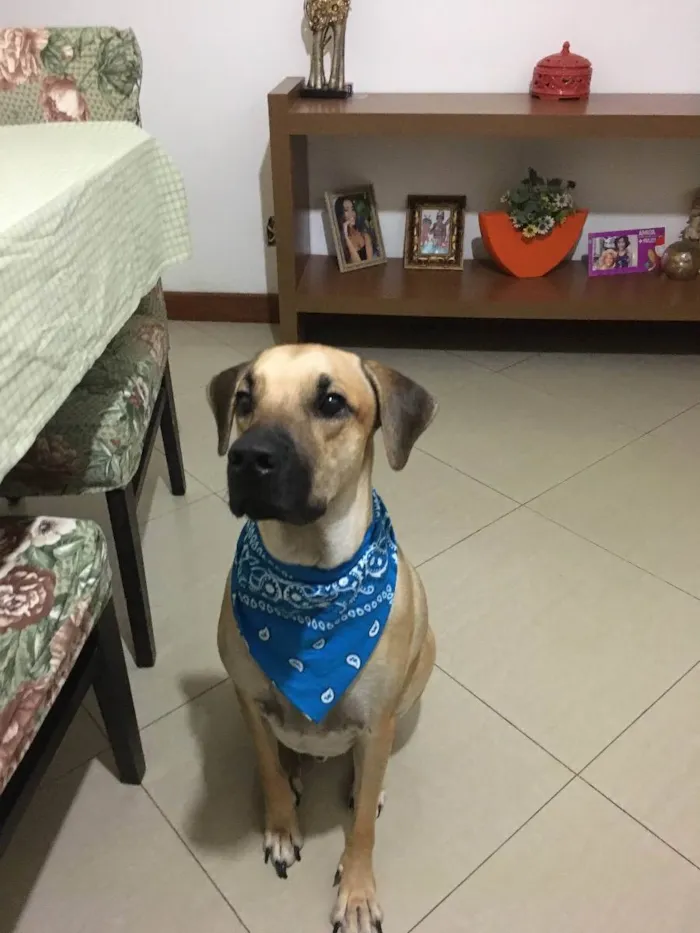 Cachorro ra a SRD idade 3 anos nome napoleão 