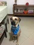 napoleão