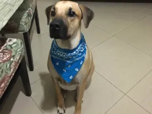 Cachorro raça SRD idade 3 anos nome napoleão 