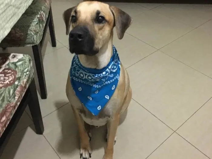 Cachorro ra a SRD idade 3 anos nome napoleão 