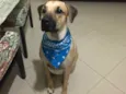napoleão