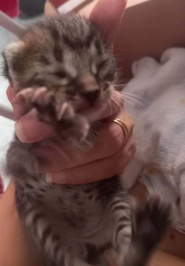 Gato raça SRD idade Abaixo de 2 meses nome Não tem nome(RN)