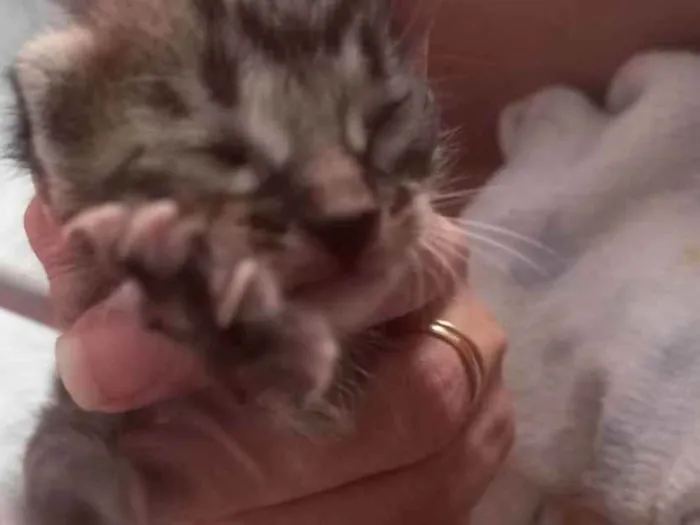 Gato raça SRD idade Abaixo de 2 meses nome Não tem nome(RN)
