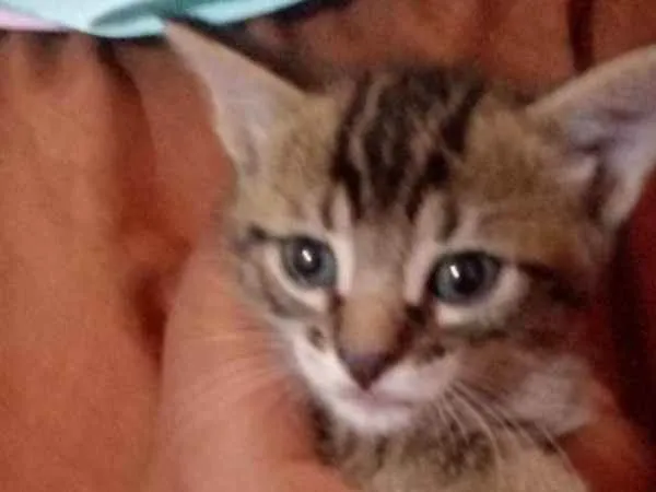 Gato ra a mesclados  idade Abaixo de 2 meses nome não tem nome 