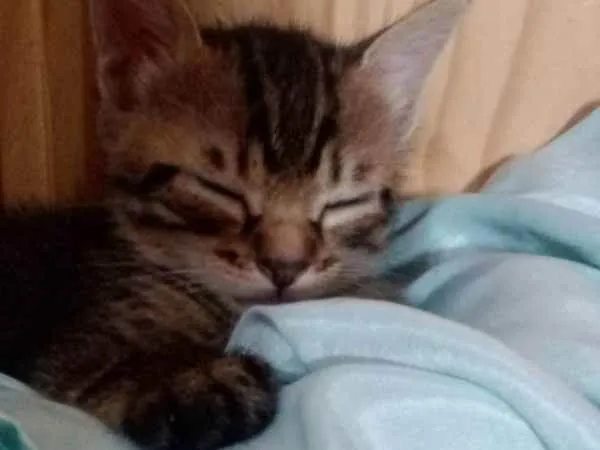 Gato ra a mesclados  idade Abaixo de 2 meses nome não tem nome 