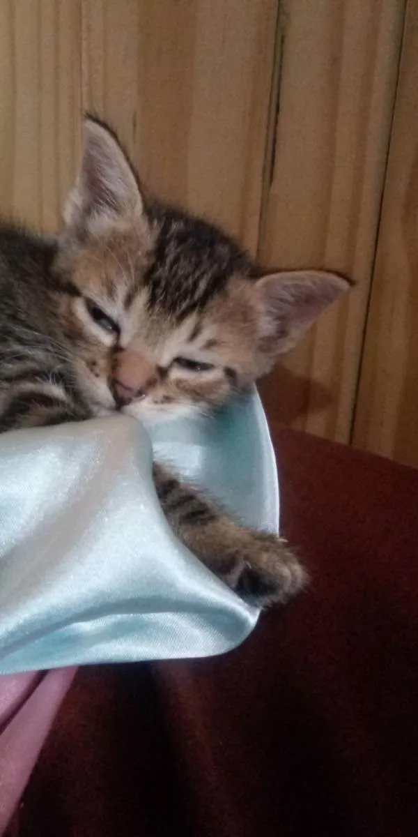 Gato ra a mesclados  idade Abaixo de 2 meses nome não tem nome 