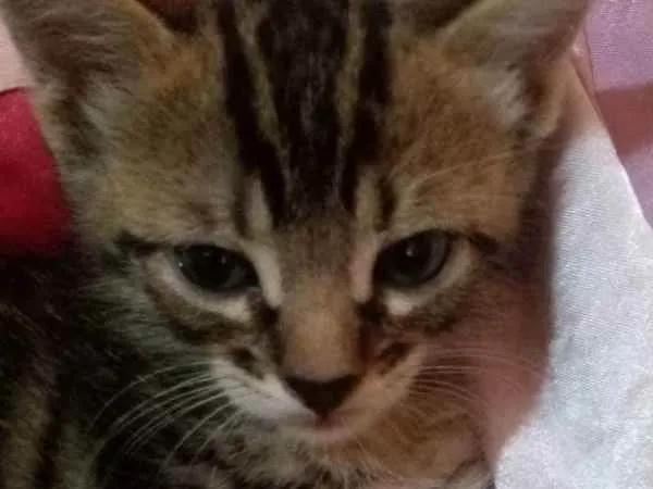 Gato ra a mesclados  idade Abaixo de 2 meses nome não tem nome 