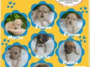 Cachorro raça Vira lata idade 2 a 6 meses nome Não possui