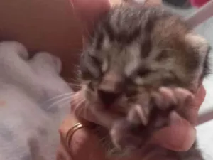 Gato raça SRD idade Abaixo de 2 meses nome Não tem nome(RN)