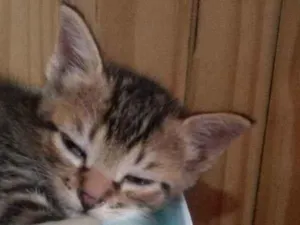 Gato raça mesclados  idade Abaixo de 2 meses nome não tem nome 