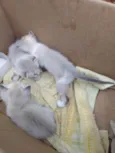Gatinhos