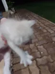 Gatinhos