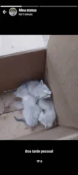 Gatinhos