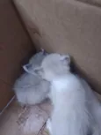 Gatinhos