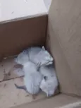 Gatinhos
