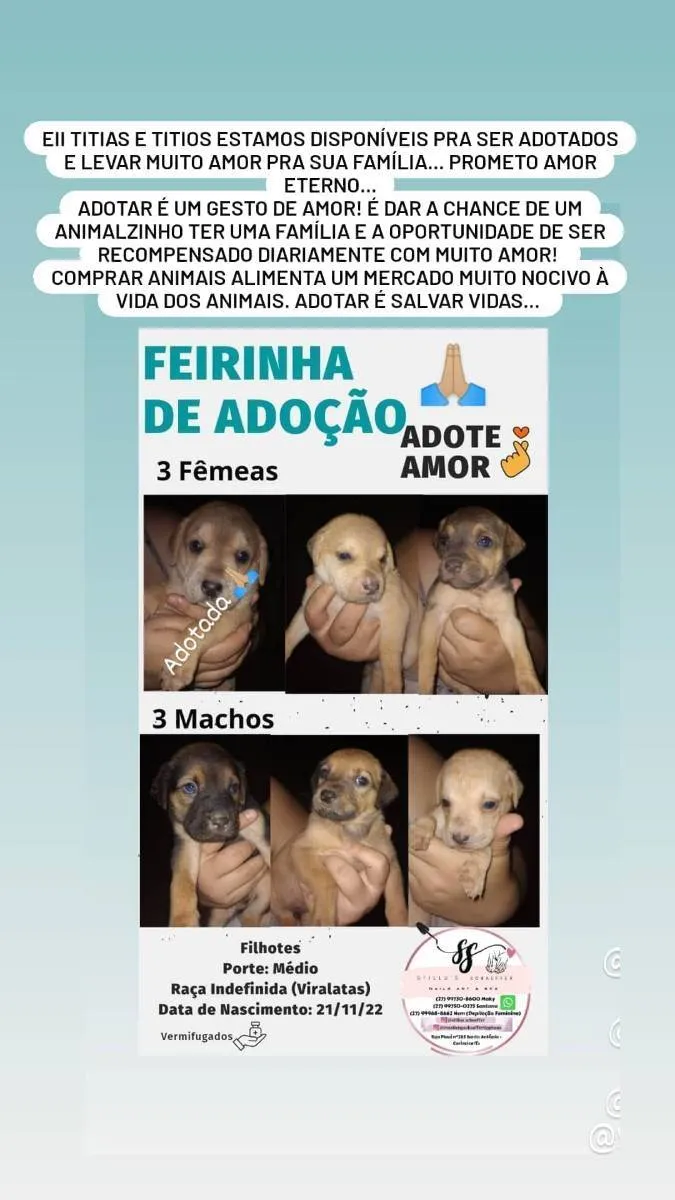 Cachorro raça Vira lata idade Abaixo de 2 meses nome Bebês cachorrinhos 