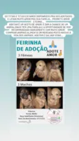 Bebês cachorrinhos
