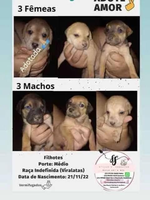Cachorro raça Vira lata idade Abaixo de 2 meses nome Bebês cachorrinhos 