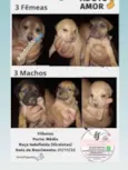 Bebês cachorrinhos