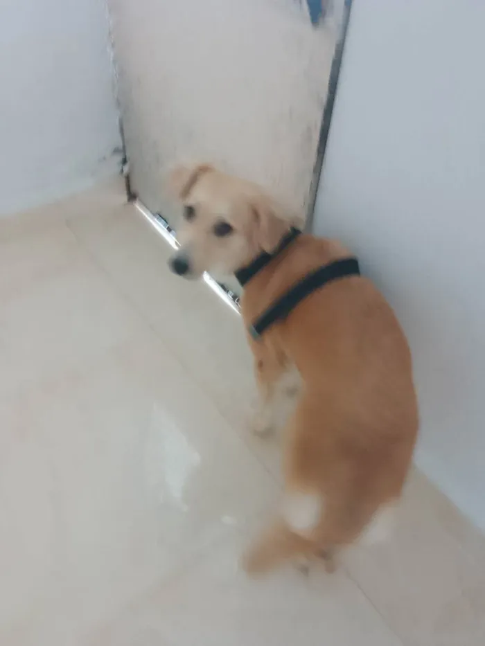 Cachorro ra a Comum  idade 1 ano nome Mege