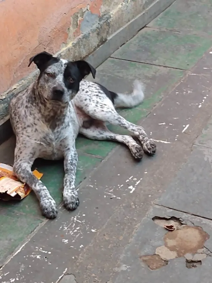 Cachorro ra a Vira lata idade 1 ano nome Marshall