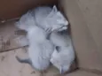 Gatinhos