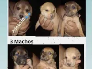 Cachorro raça Vira lata idade Abaixo de 2 meses nome Bebês cachorrinhos 