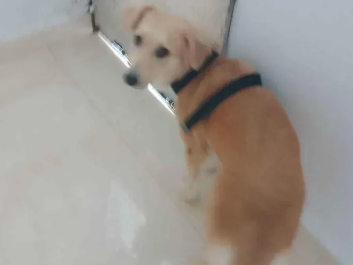 Cachorro ra a Comum  idade 1 ano nome Mege