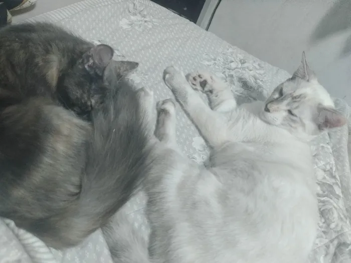 Gato ra a Viralata idade 1 ano nome Aurora  e Antonella 