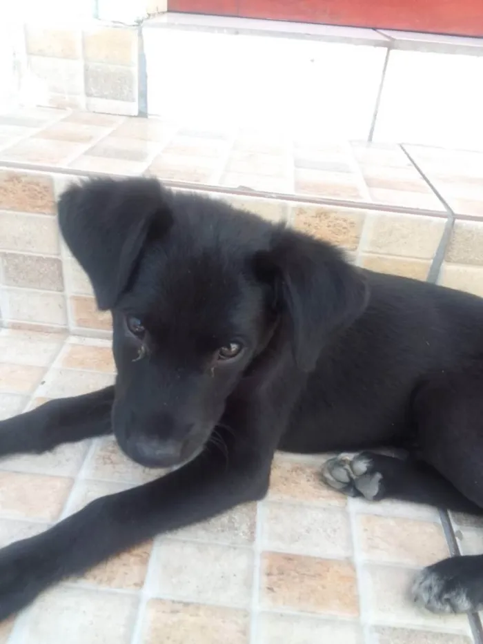 Cachorro ra a Sem raça definida  idade 2 a 6 meses nome Black 