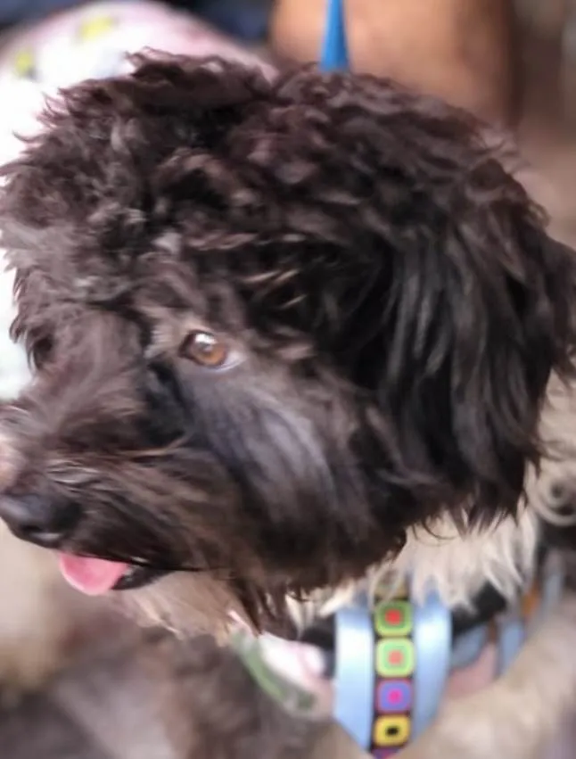 Cachorro ra a Mestiço  idade 2 anos nome Rajneesh 